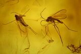 Five Fossil Flies (Diptera) In Baltic Amber #145405-1